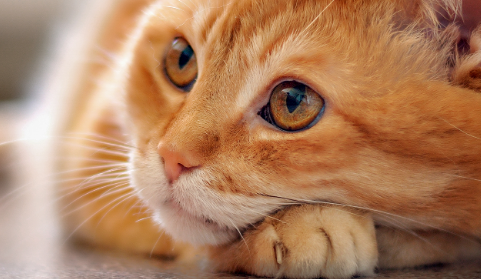 markdown图片说明,鼠标提示 markdown默认插入图片